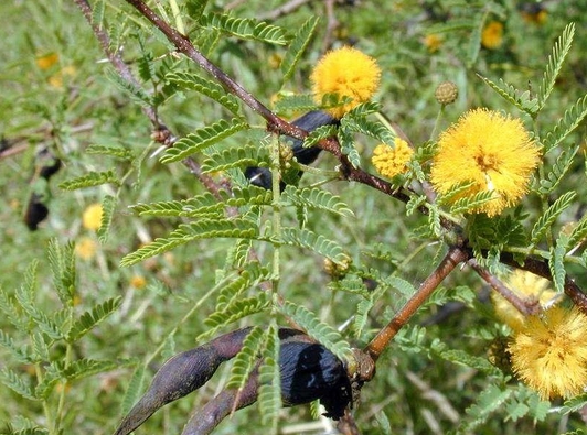 Sweet Acacia seed Acacia farnesiana